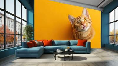 Cat, orange tabby, looking up against a bright yellow background The cat s expressive eyes and fur create a warm and inviting atmosphere, ideal for pet themed designs Wall mural