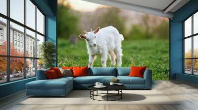 goat on a meadow Wall mural