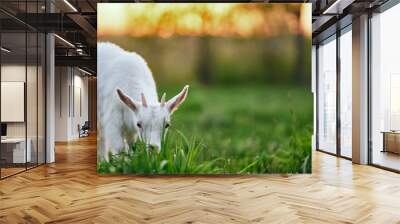 goat on green grass Wall mural