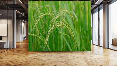 Green Paddy Wall mural