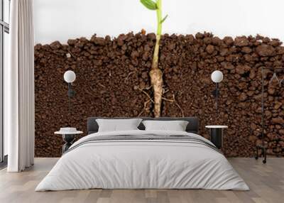 Growing plant with underground root visible Wall mural