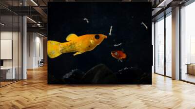 Lyretail molly Poecilia latipinna aquarium fish swimming to eat mosquito larvae Wall mural