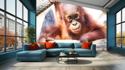 Orangutan baby Wall mural