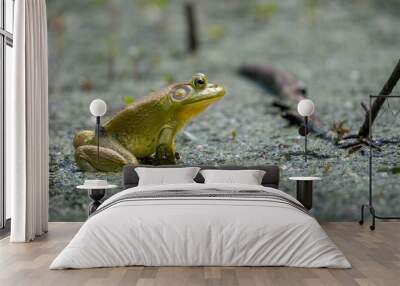 Frog on the pond Wall mural