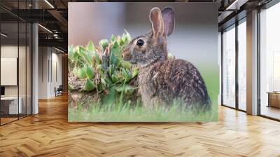 rabbit in the grass Wall mural