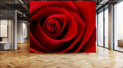 vibrant red rose close up macro - abstract Wall mural