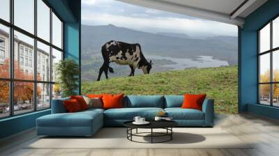 cow eating grass on mountain Wall mural