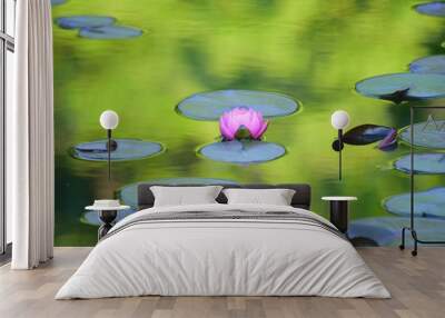 Macro details of Japanese Pink Lotus flower in pond with reflection & water ripples Wall mural