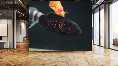 Red tiger oscar fish in aquarium Wall mural