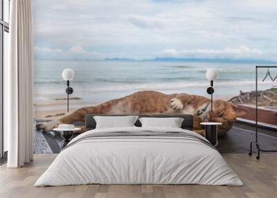 a cat sleep resting on a sun lounger on the beach Wall mural