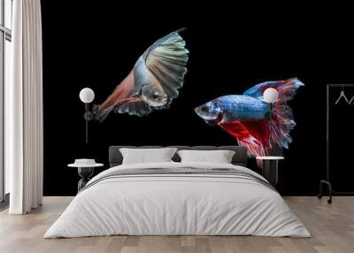 Close up Action Two Fighting Fish Movement fighting Wall mural