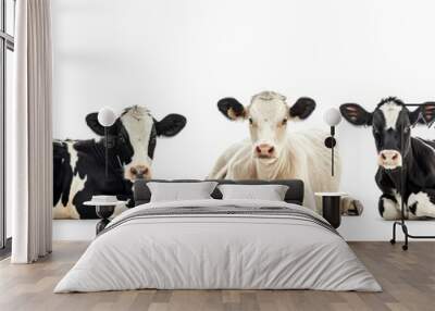 Wildlife cows animals banner panorama long - Collection of funny cute crazy laughing lying, standing, sitting black white cow, isolated on white background, Generative AI Wall mural