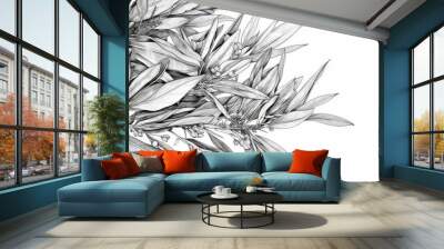 Hand-drawn pencil sketch of eucalyptus leaves on white background. Wall mural