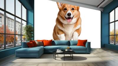 Corgi dog jumping , isolate on white background Wall mural