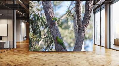 Lorikeet in the bush on trees, Australian native birds Wall mural