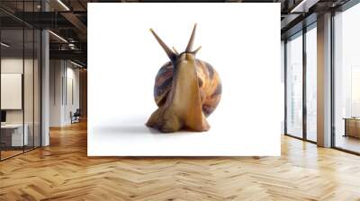 African land snail Achatina, in front of white background Wall mural