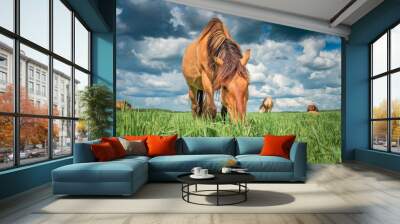 Beautiful thoroughbred horses on the field on a sunny day. Wall mural