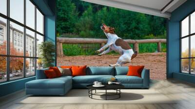 Dog jumps for food.Photographed in motion, in defocus.. Wall mural