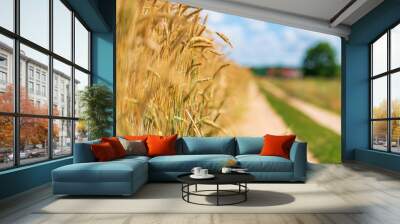 Field of ripe wheat on a sunny day. Wall mural