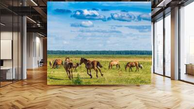 Herd of horses grazing on the field. Wall mural