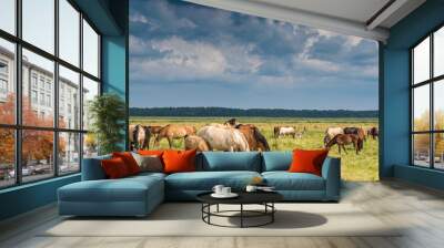 Herd of horses grazing on the field. Wall mural