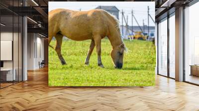 horse grazing on a farm field Wall mural