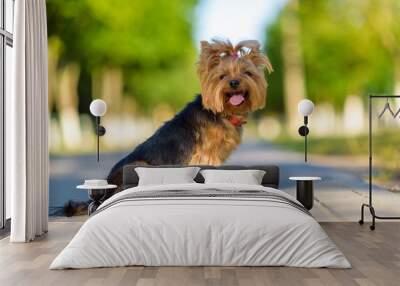 Portrait of a Yorkshire Terrier in the park. Photographed close-up with a highly blurred background. Wall mural