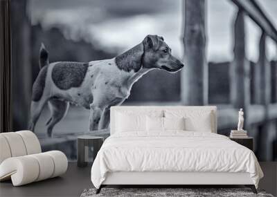 Portrait of Jack Russell Terrier in nature. Photographed in black and white style. Wall mural