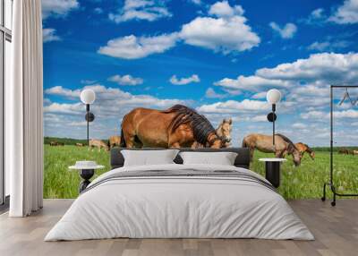 Young beautiful thoroughbred horses graze in the meadow in summer. Wall mural