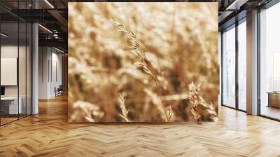 Brown grasses in autumn in a golden light Wall mural