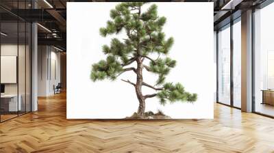 A tall pine tree with a thin trunk and many branches. The tree is surrounded by rocks and he is in a rocky area Wall mural