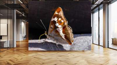 The butterfly sits on its sleeve with its wings folded. Brown, red butterfly, large eyes, long proboscis. Wall mural