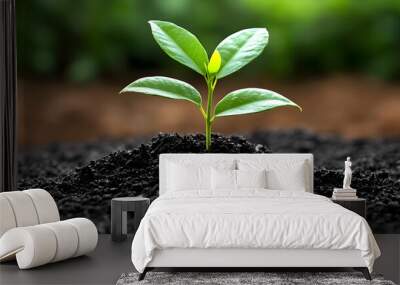 A young plant emerging from dark soil, symbolizing growth and renewal in nature. Wall mural