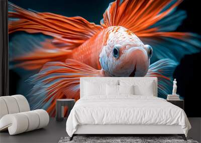 A close-up of a Siamese fighting fish with orange and white fins, swimming against a black background. Wall mural