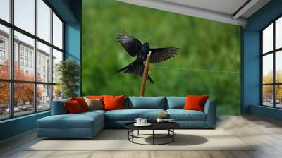 black drongo landing after a catch , beautiful black bird flight in green  Wall mural