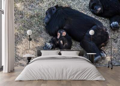 Chimpanzee baby with mother sleeps, Africa. Wall mural