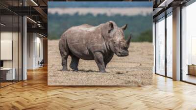 White rhinoceros grazing in the wild, Africa. Wall mural