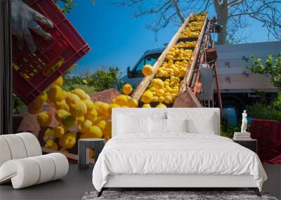 Just picked lemons being loaded into a truck during harvest time in Sicily Wall mural