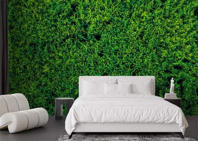 Green leaves wall background. Small green leaves texture background with beautiful pattern. Clean environment. Ornamental plant in the garden. Eco wall. Organic natural background. Natural wallpaper Wall mural