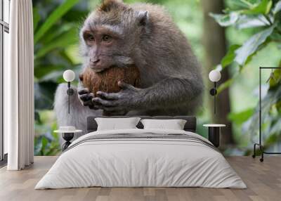 macaque eating coconut Wall mural