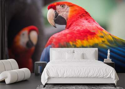 Two large red-blue-yellow parrot macaws on  branch Wall mural