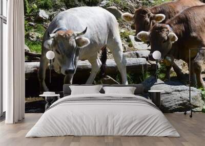 The meeting between a Lagotto Romagnolo dog and cows Wall mural