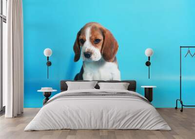 2 month pure breed beagle Puppy on light blue screen Wall mural