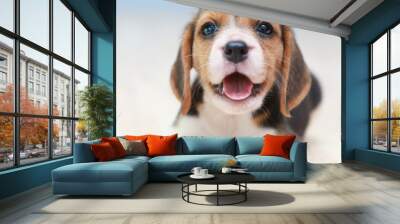 small cute beagle puppy dog looking up Wall mural