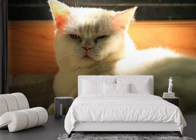 White cat and beautiful sunlight Wall mural