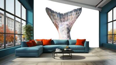 fish tail on white background Wall mural