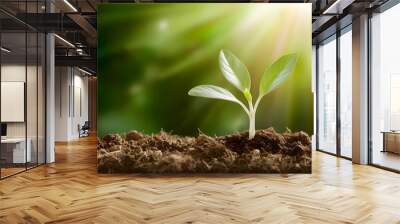 young plant sprout growing from soil isolated on white or transparent png background  Wall mural