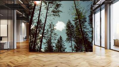 Forest trees PNW 35mm with cloud Wall mural