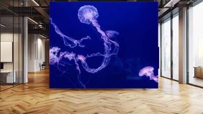 Purple striped jellyfish in the water. Wall mural