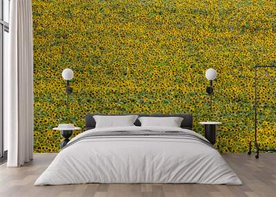 Wide angle view of a beautiful sunflower field in the evening in Minnesota Wall mural